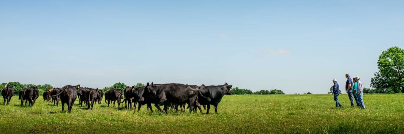 People standing in cattle field