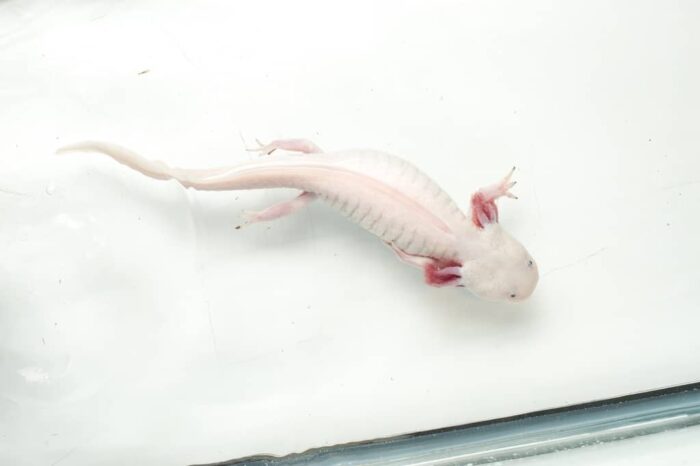 a white salamander swimming around.