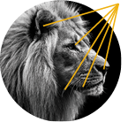 Photo of a lion.