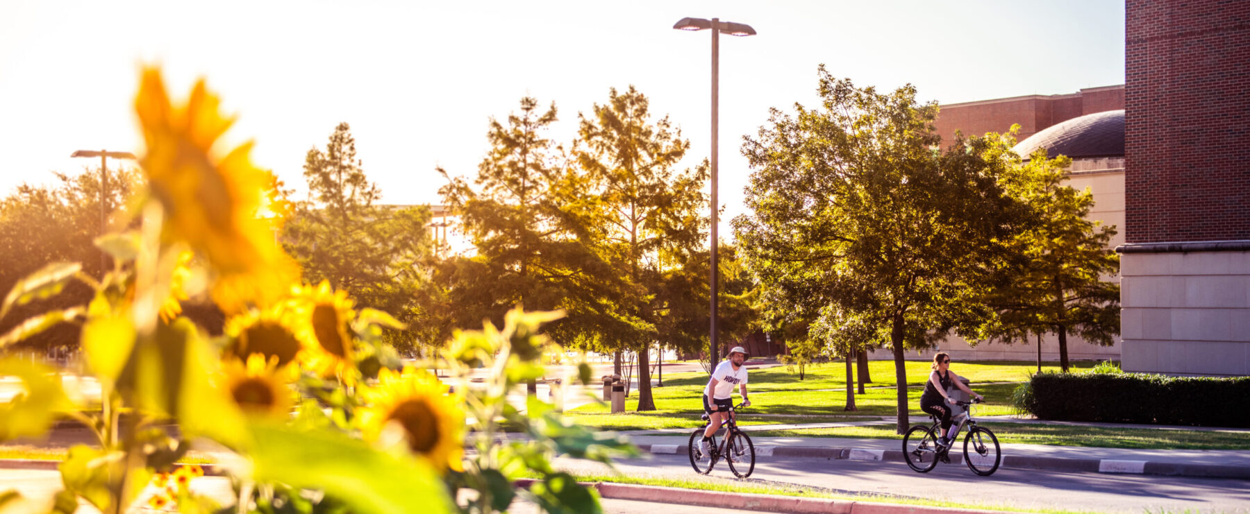 Two cyclists ride along a paved path in a sunny park, surrounded by lush greenery and sunflowers in the foreground. Trees and a brick building are visible in the background, illuminated by golden sunlight.
