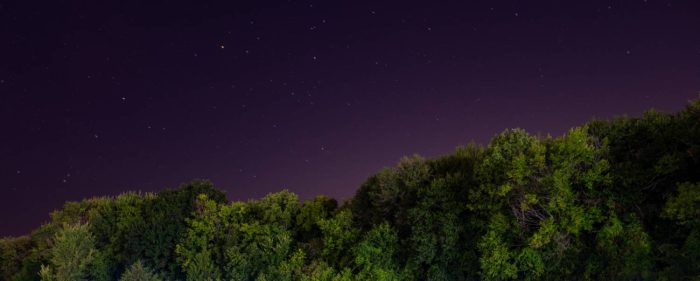 A nighttime photo of a forest with dense, dark green trees. Above the trees, the sky is a deep purple, dotted with numerous stars twinkling in the clear night. The horizon is lined with the silhouette of the treetops.