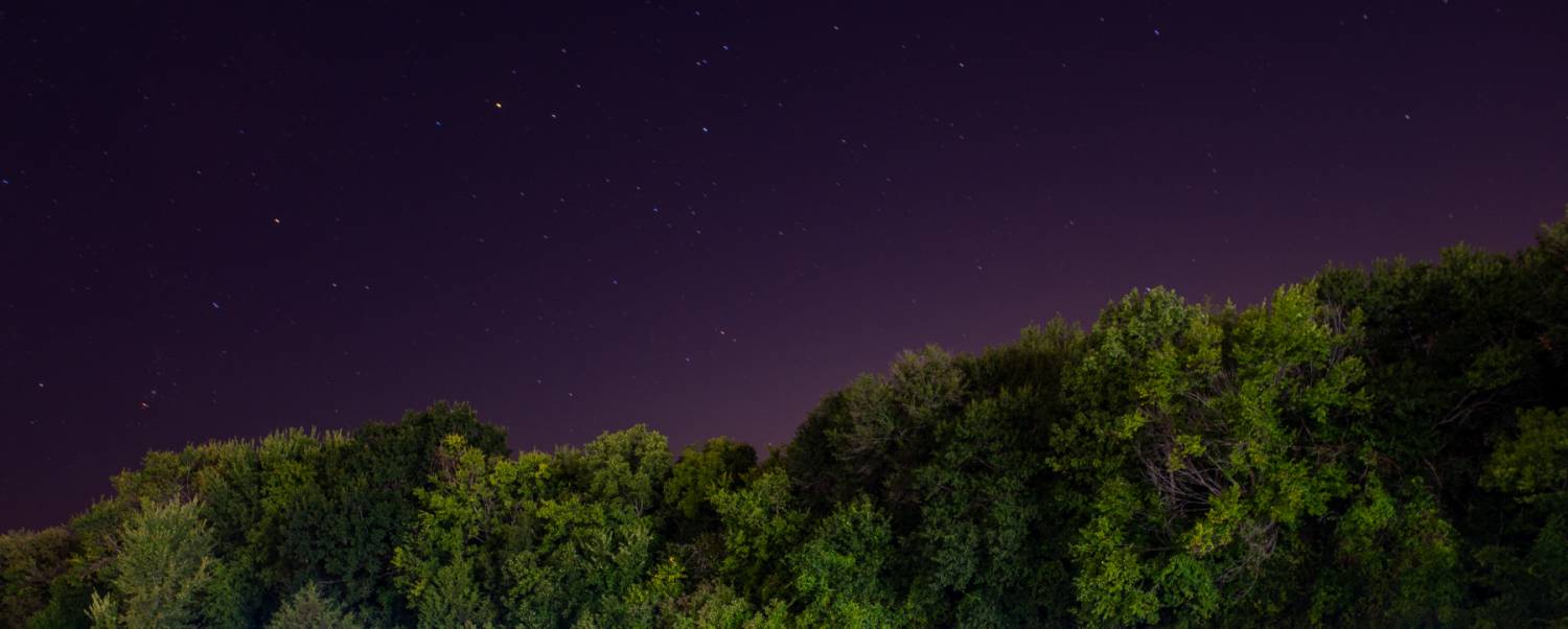 A nighttime photo of a forest with dense, dark green trees. Above the trees, the sky is a deep purple, dotted with numerous stars twinkling in the clear night. The horizon is lined with the silhouette of the treetops.