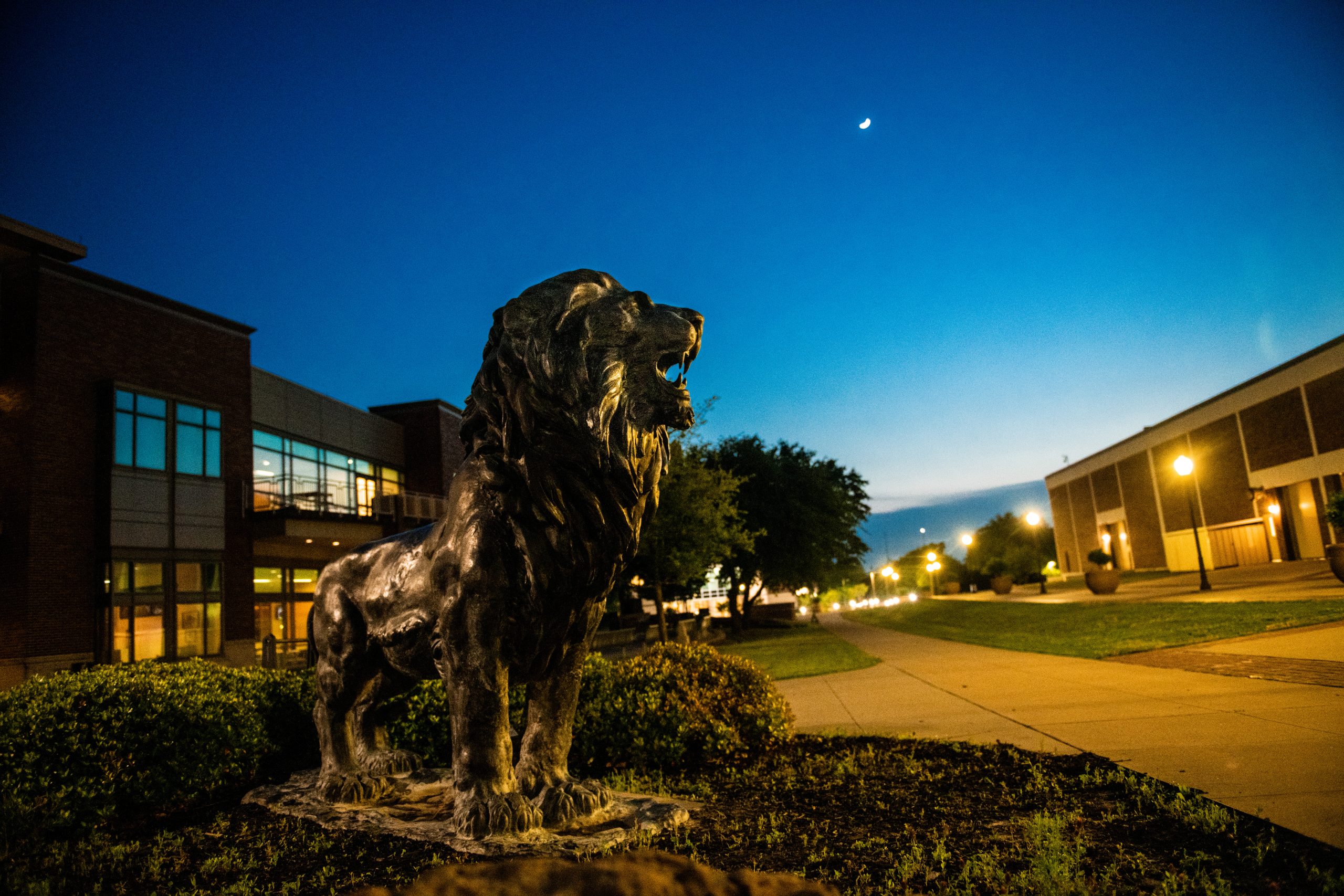 A picture of the lion on campus in front of the Rayburn Student Center