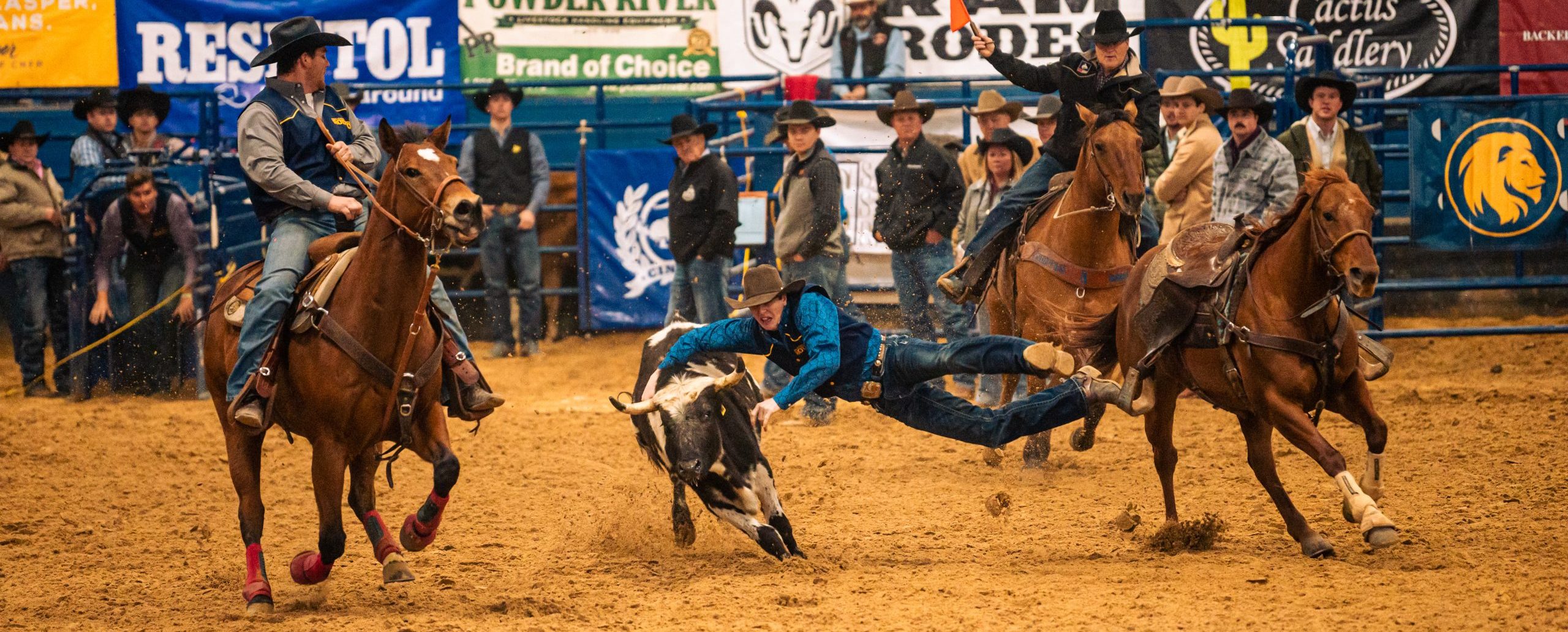 Rodeo athletes in a team roping competition. One horse rider looks on while another leaps off of their horse to tackle a calf.