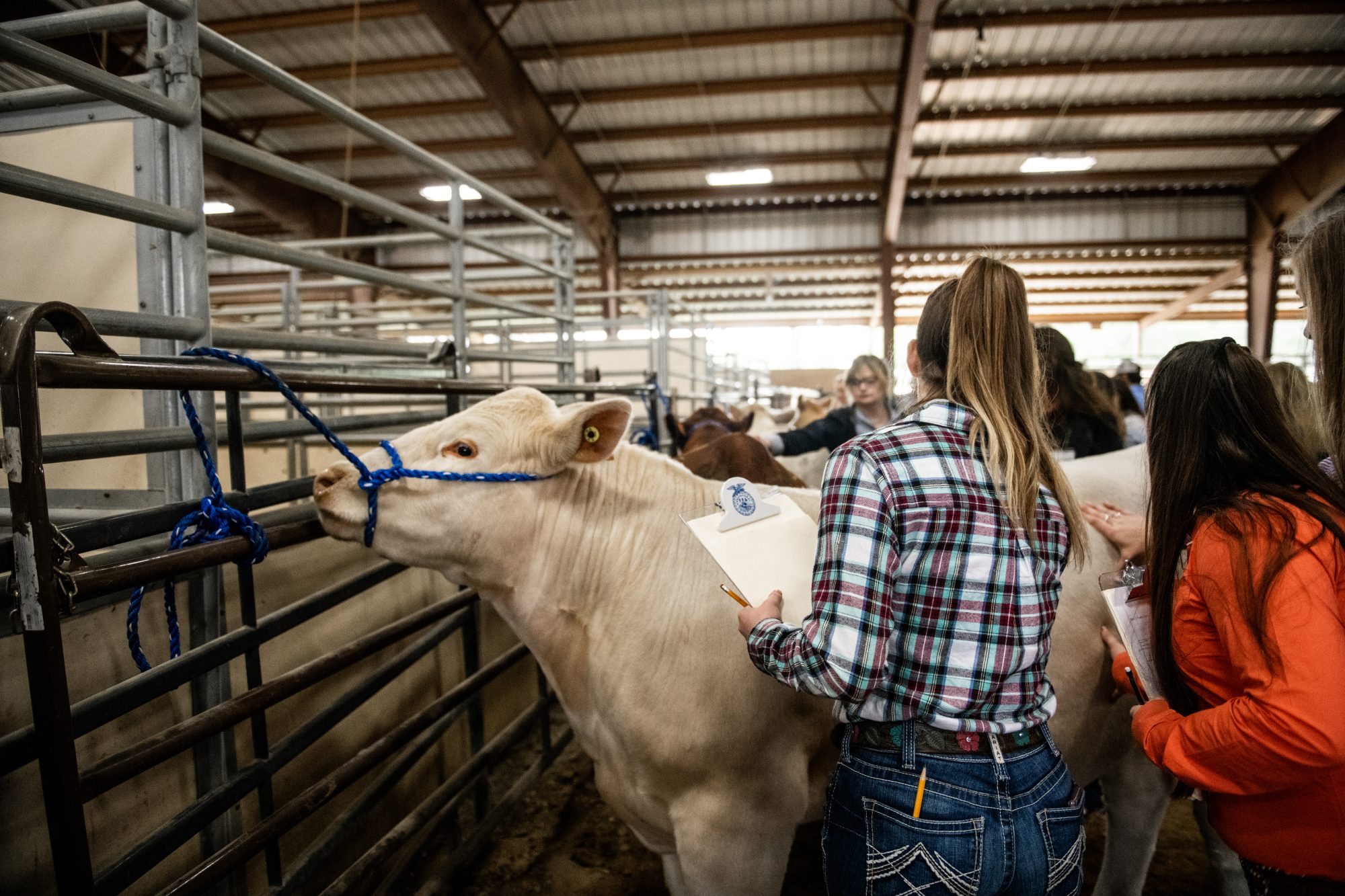 A group of individuals examining a white bull who is tied up to a rail. They appear to be in a big barn with other cows and people.