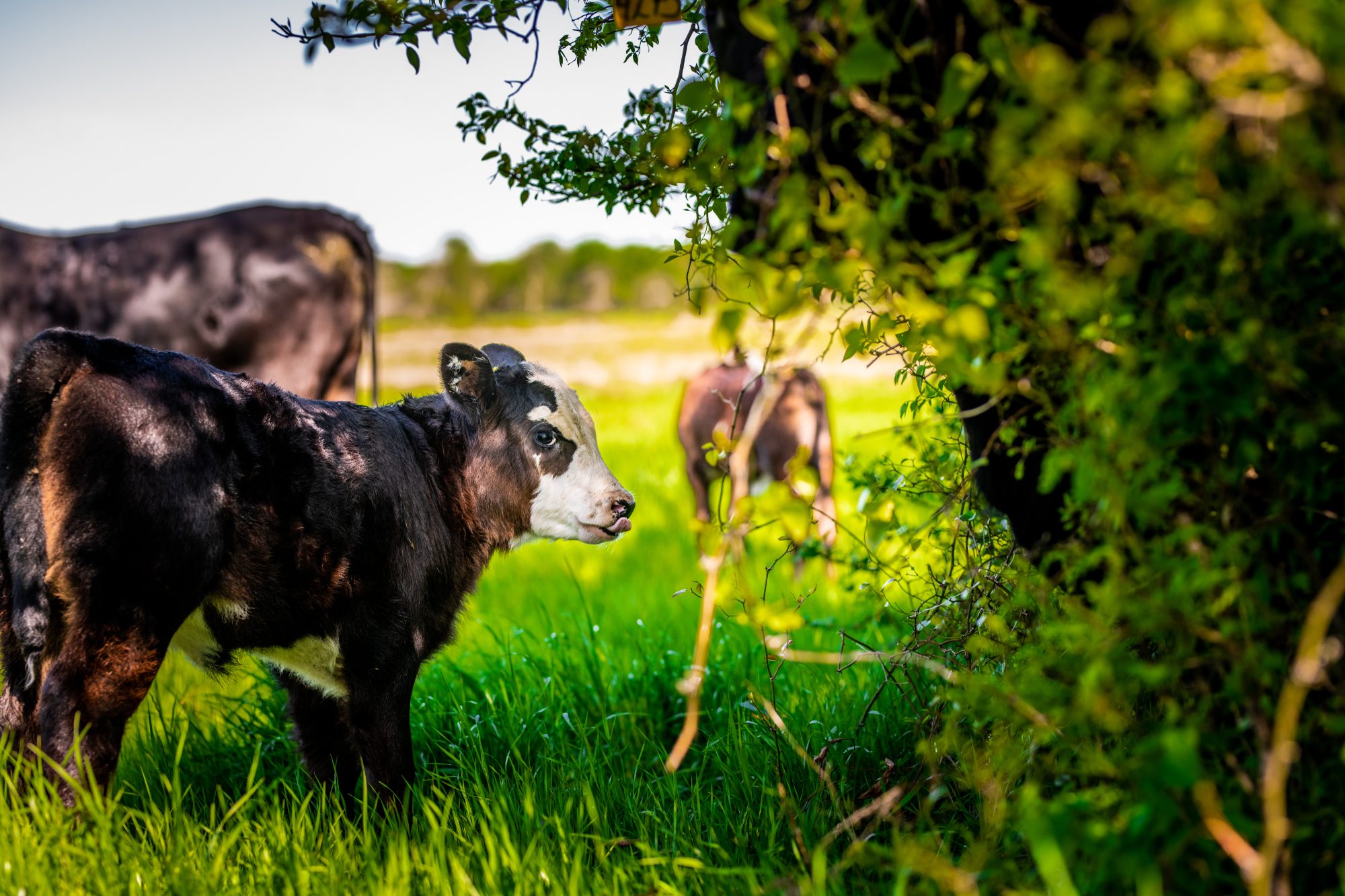 A close-up of a young calf standing in a lush green field, partially shaded by surrounding foliage. The calf is looking off to the side, with another cow grazing in the background. The scene is set in a serene, sunlit pasture.