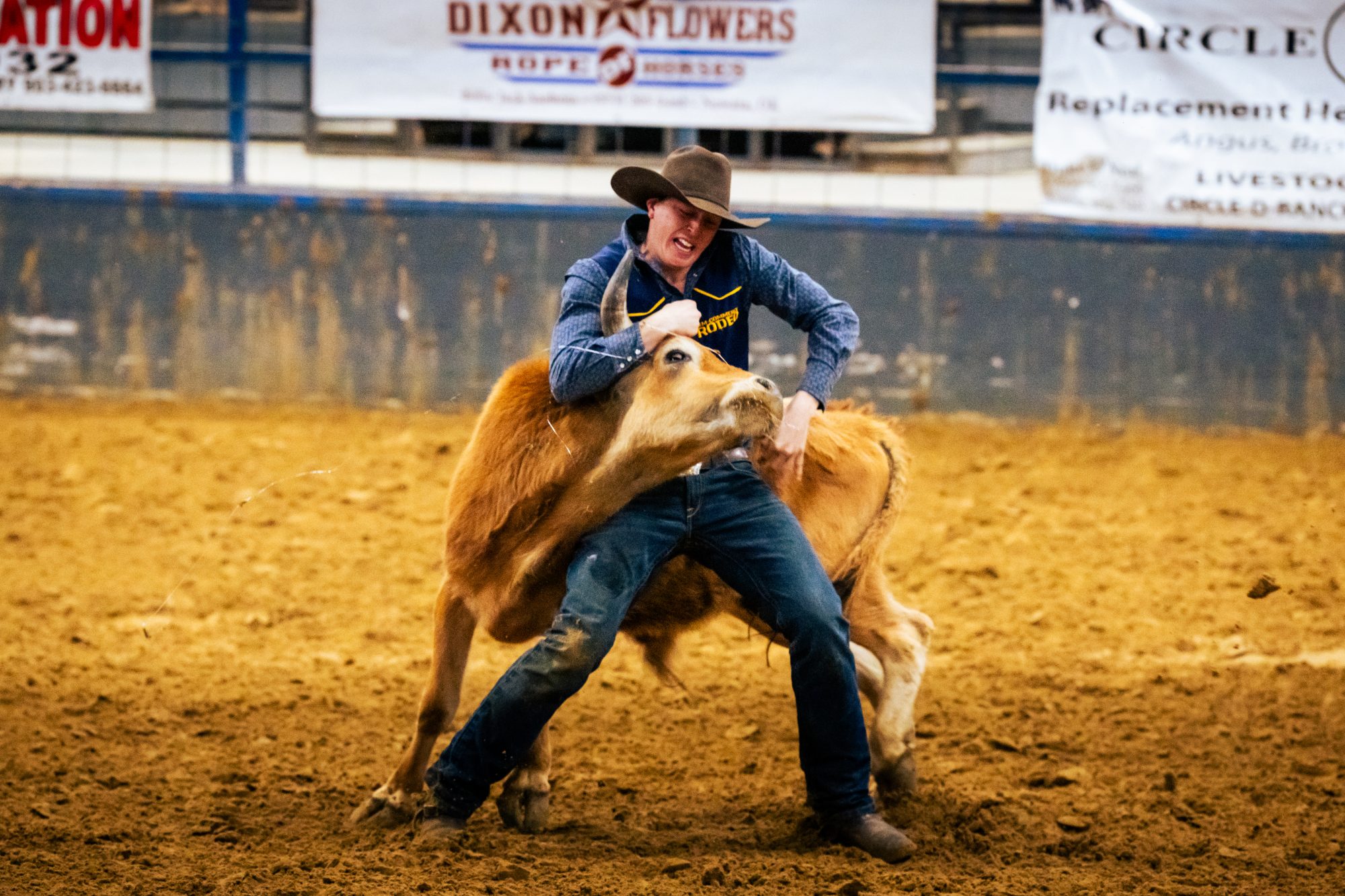 A rodeo participant grips a steer by the horns in a rodeo arena, demonstrating skill in steer wrestling. The dirt arena is framed by advertisements in the background.