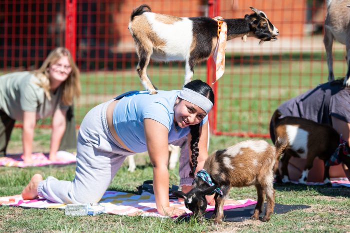 Group of students and goats doing yoga outdoors