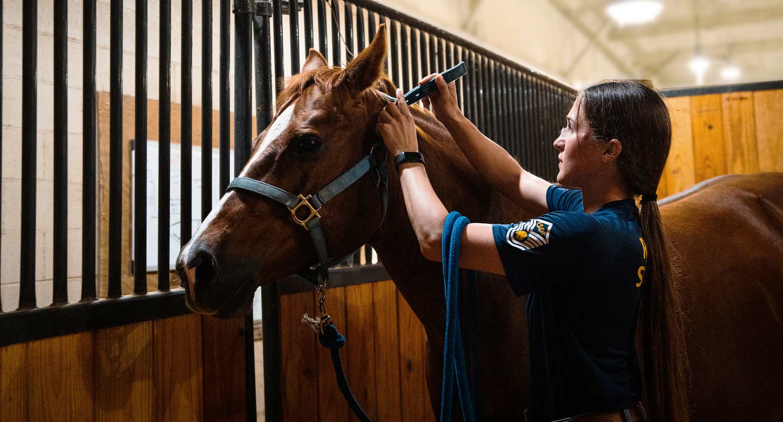 A female tighten the holster on a horse.