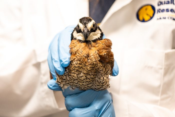 A research assistant carefully holds a quail, wearing blue gloves for a gentle and secure grip.