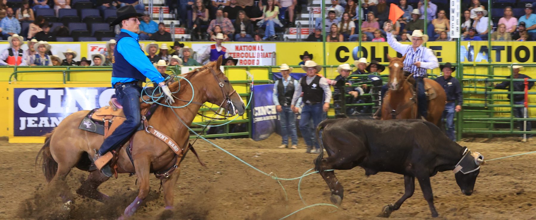 A cowboy lassos a steer during a rodeo event.