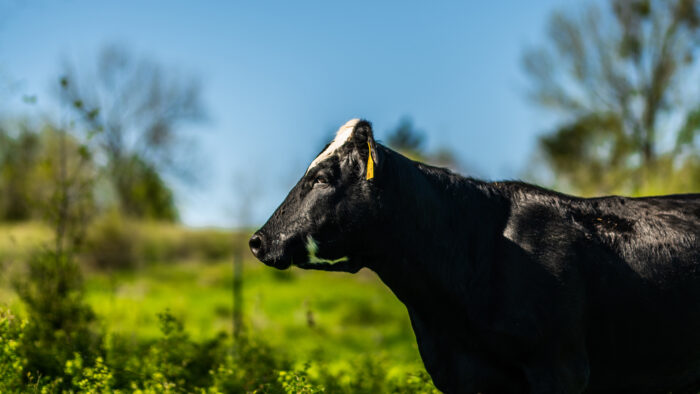 A cow standing in a green pasture on a sunny day.
