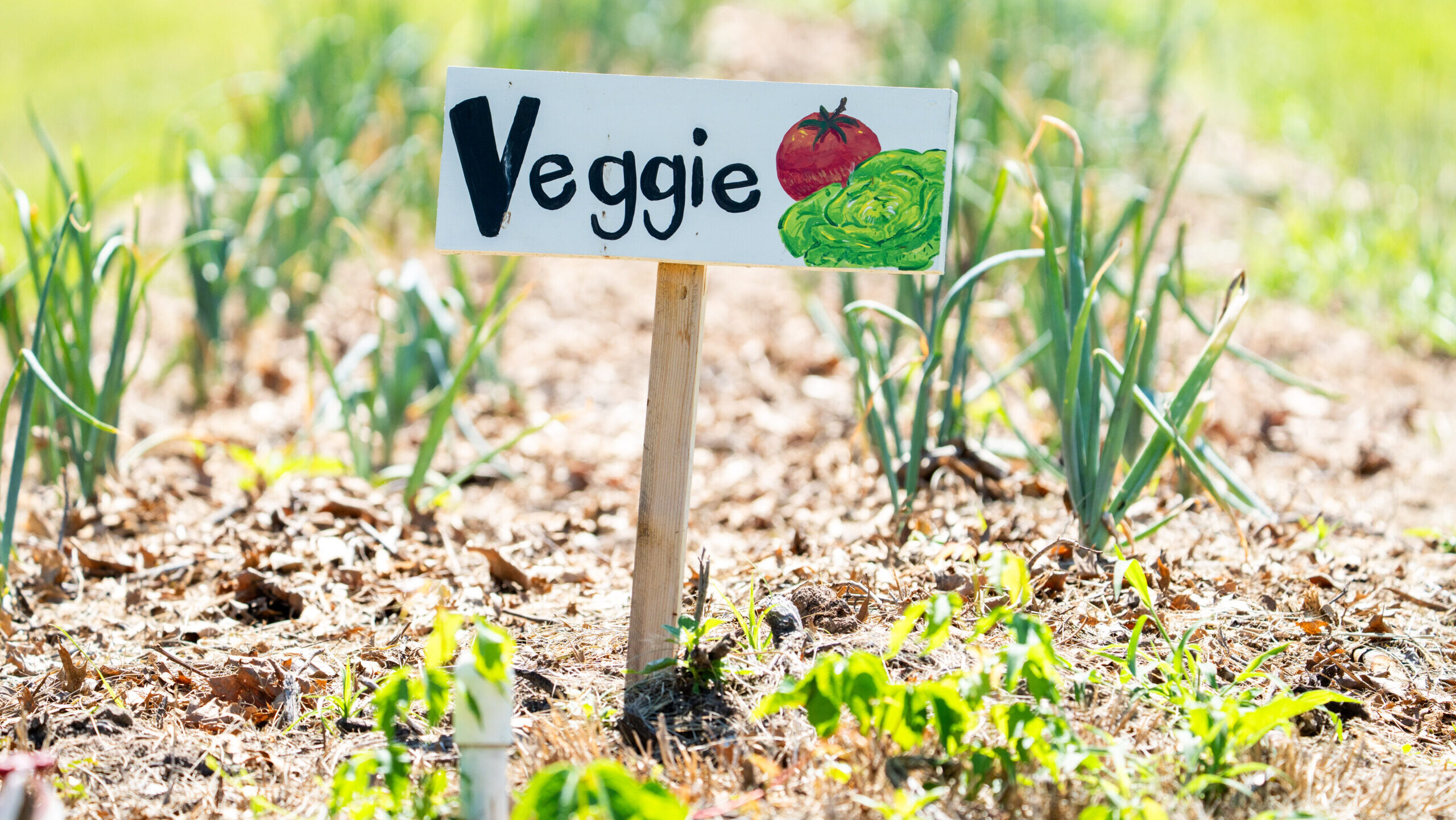 A small wooden sign in a field that reads "Veggie" with images of vegetables drawn on it.