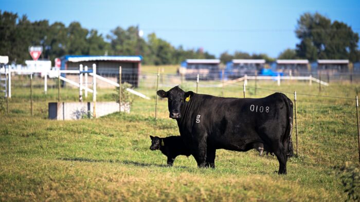 A mother cow and its calf standing in a field near a fence. Both cows are black.